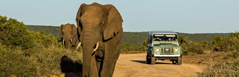 Two elephants wander down a dusty trail flanked by a safari vehicle.