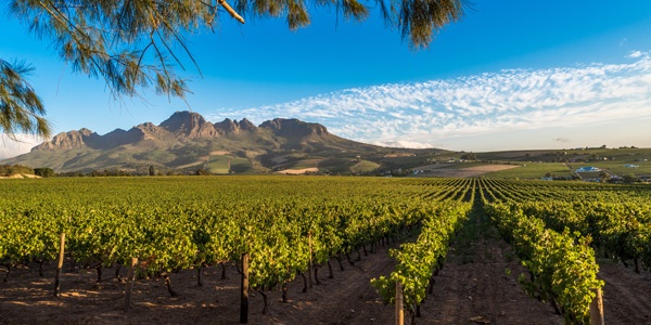 A wine vineyard with mountains in the background