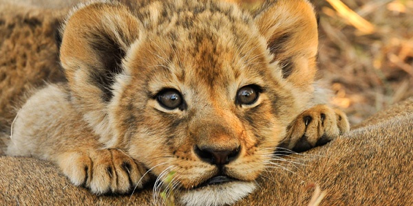A cute lion cub resting its face on it's mother