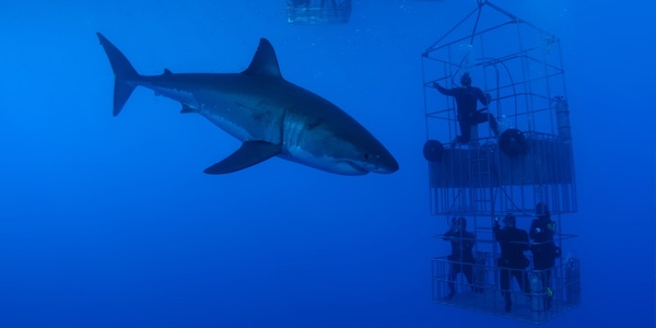 A shark swimming past people in a shark cage