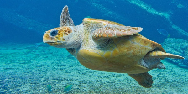 A turtle swimming in a reef