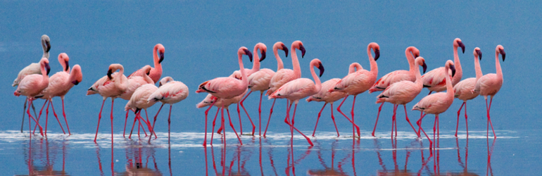 A flamboyance of flamingos on the water 