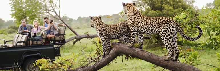 Two cheaters standing on a tree looking at people driving past on a safari