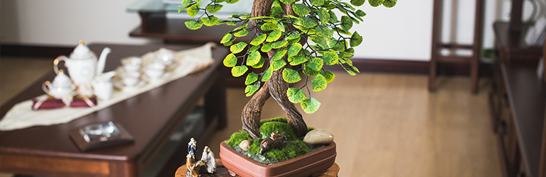 A bonsai tree on a table in a living room