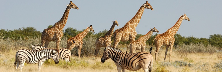 Giraffes and zebras in the wild 