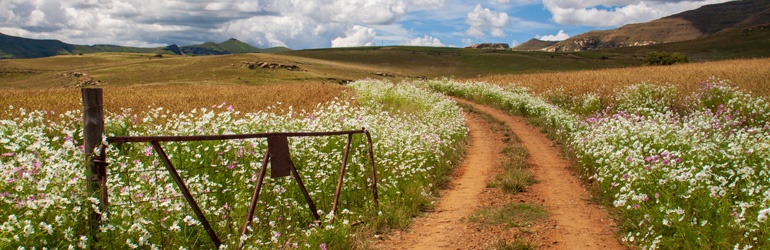 Farm gate entrance with white flowers lining the dirt road 