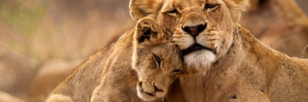 lioness and cub cuddling