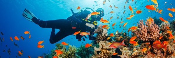 A scuba diver swimming amongst fish in a reef