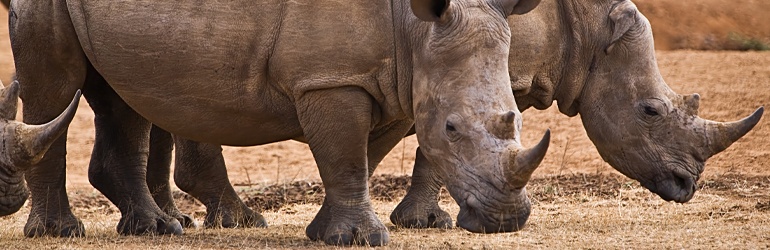 Two large Rhinos walking in a field