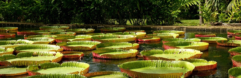 A pond full of floating lily pads