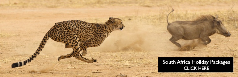 A cheetah chases a warthog in South Africa, which can be visited with a cheap holiday package from Flight Centre.