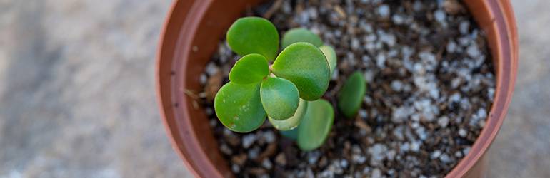 A small plant in a pot