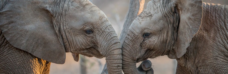Two elephants face-to-face touching trunks