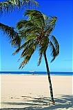 A palm tree blowing in the wind on a sandy beach
