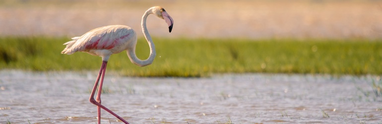 A pink flamingo wades through the shallow waters of a wetland.