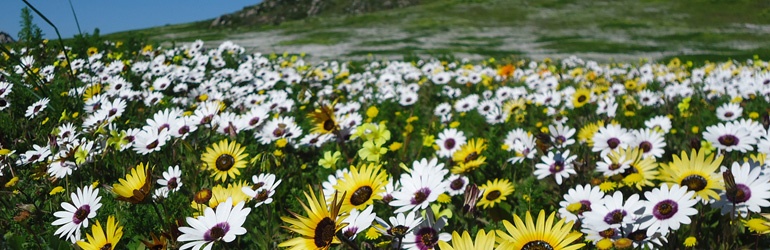 A field of yellow and white flowers