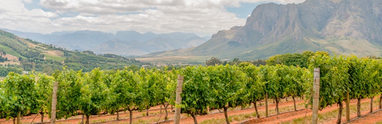 Vineyard with the mountains in the background 